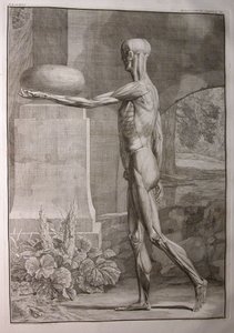 Albinus I, Pl. IX: Musculatura, ilustración de 